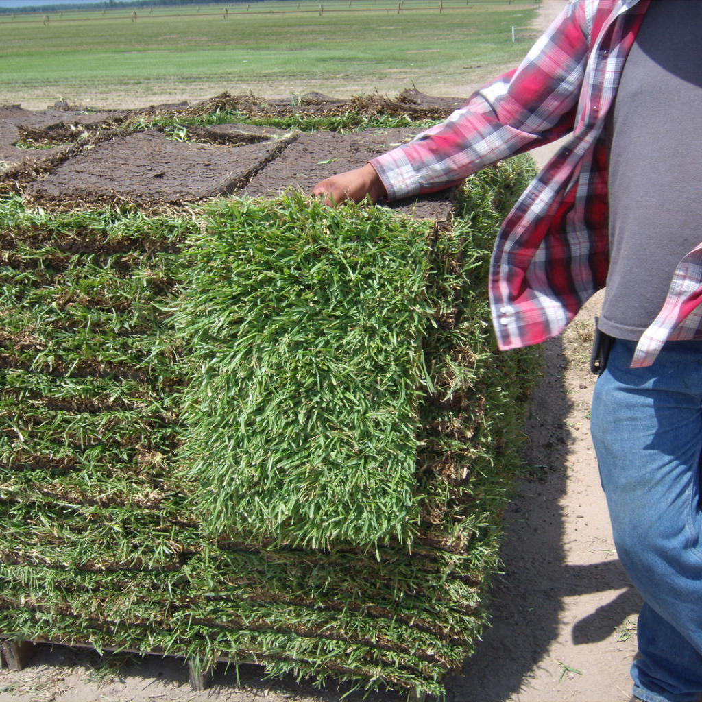 EDS Landscape Supply - Fresh Grass For Sale